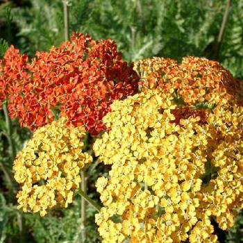 Тысячелистник Achillea millefolium 'Terracotta'